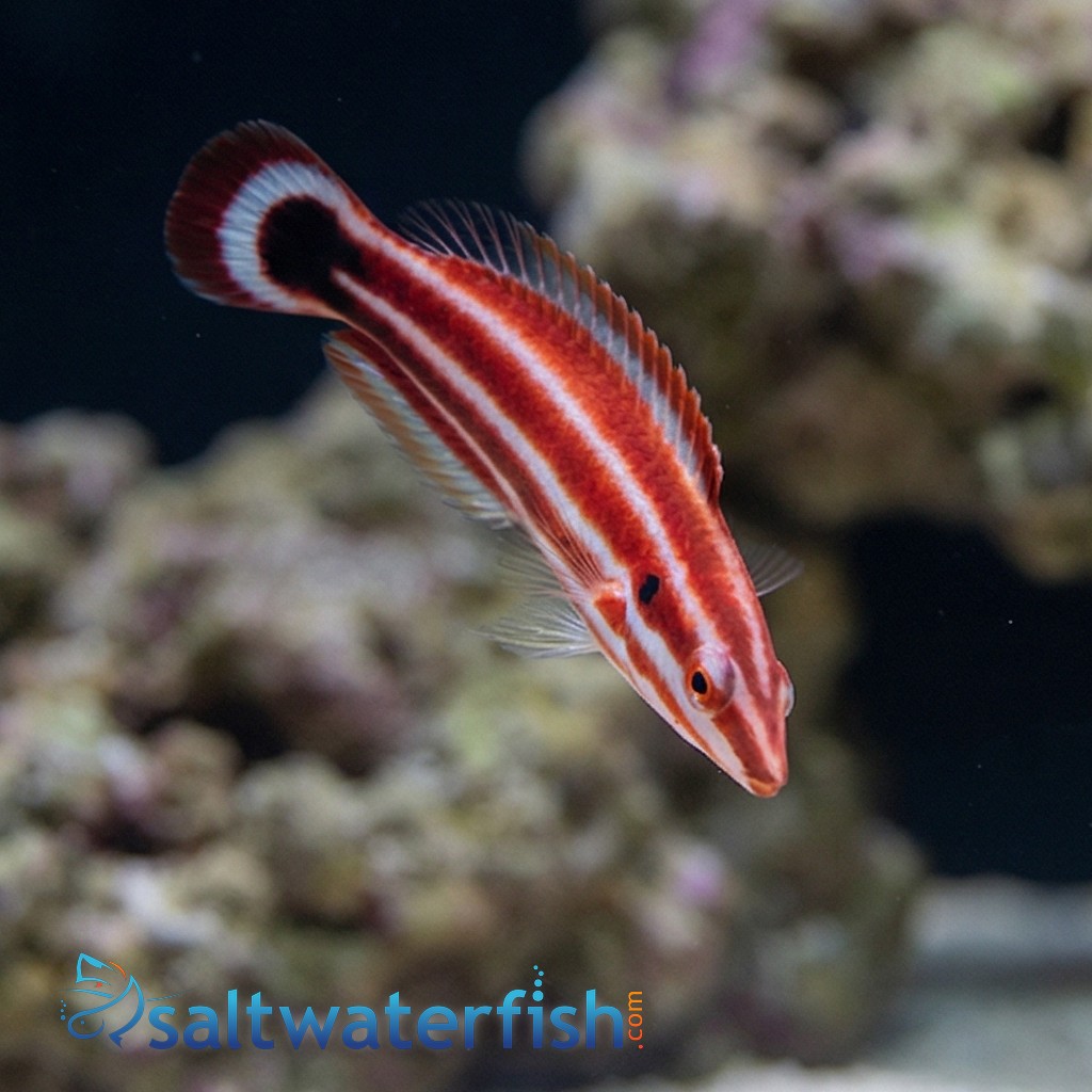 Crescent-Tail Hogfish