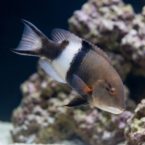 Blackbar Hogfish  