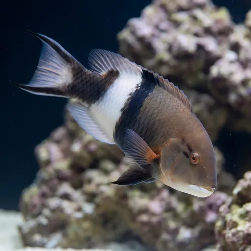 Blackbar Hogfish