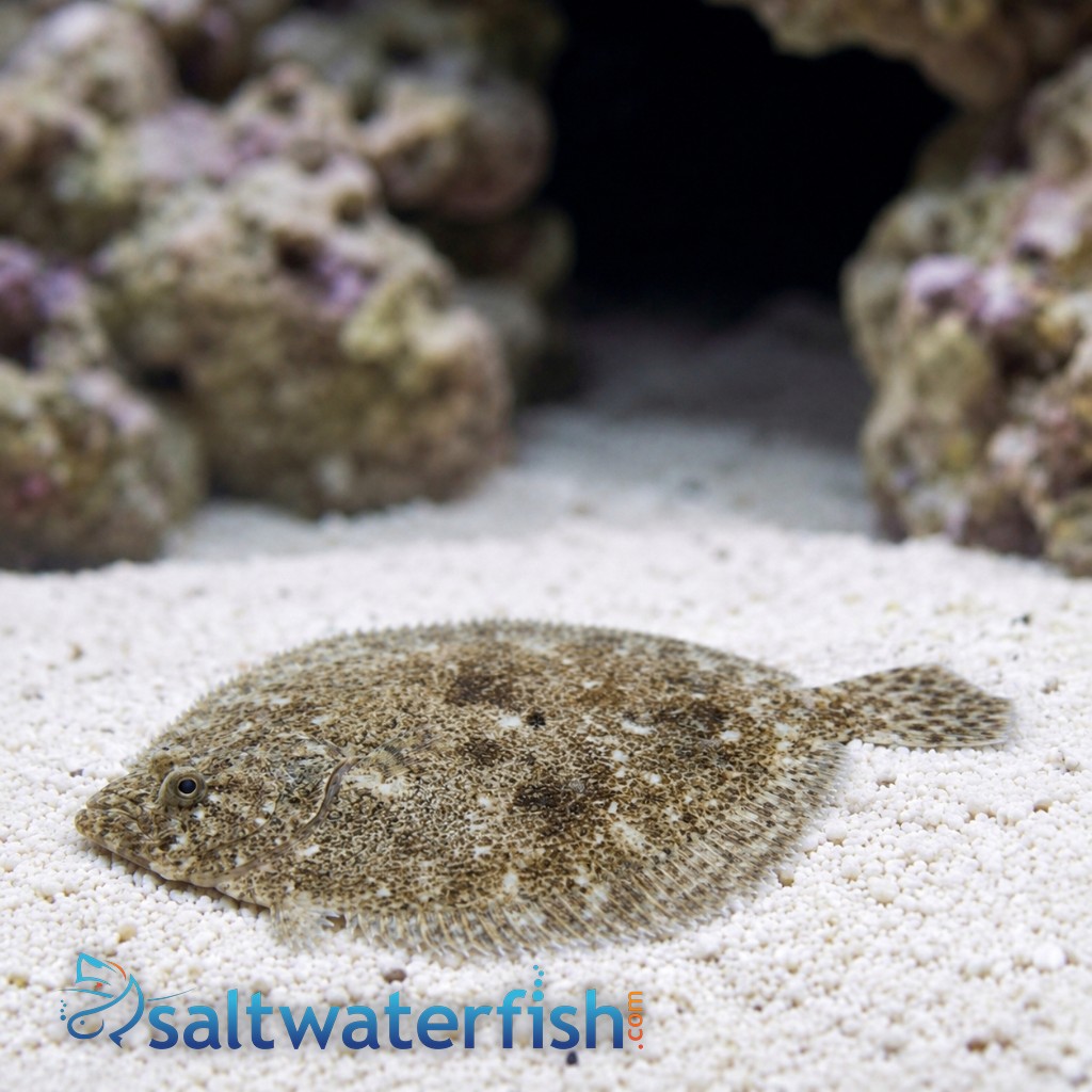 Flounder: Assorted - Eastern Asia