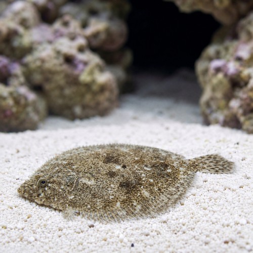 Flounder: Assorted - Eastern Asia