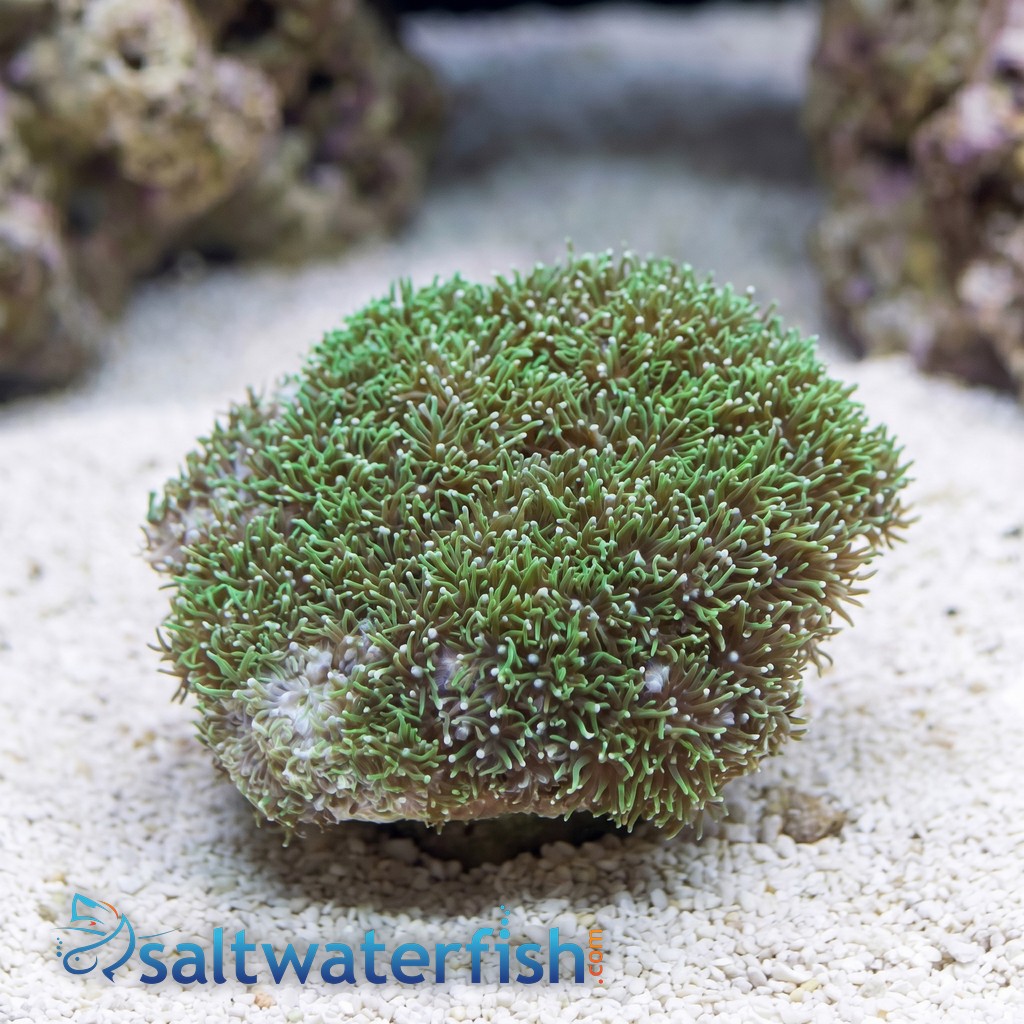 Star Polyp: Starburst Green