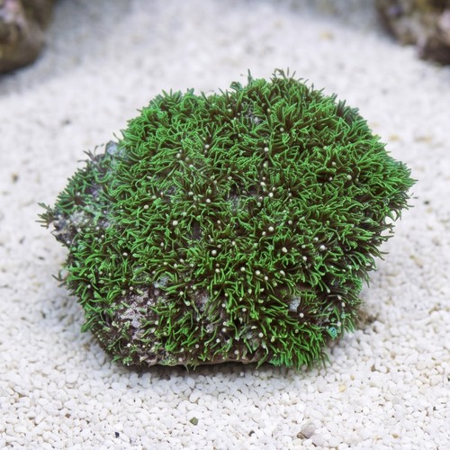 Star Polyp: Starburst Green