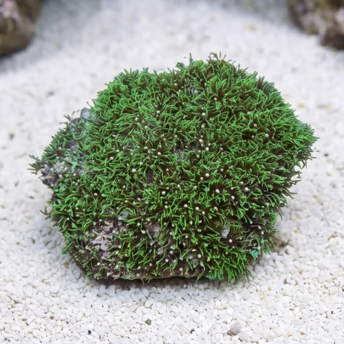 Star Polyp: Starburst Green