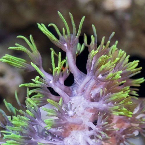 Star Polyp: Starburst Green - Indo Pacific