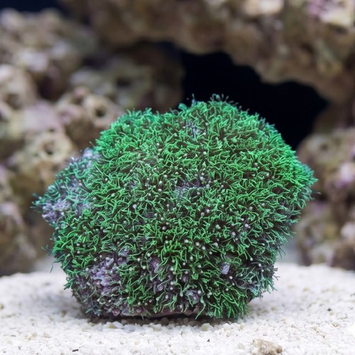 Star Polyp: Starburst Green - Indo Pacific