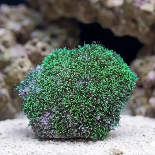 Star Polyp: Starburst Green
