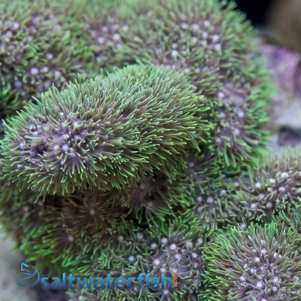 Star Polyp: Starburst Green - Aquacultured