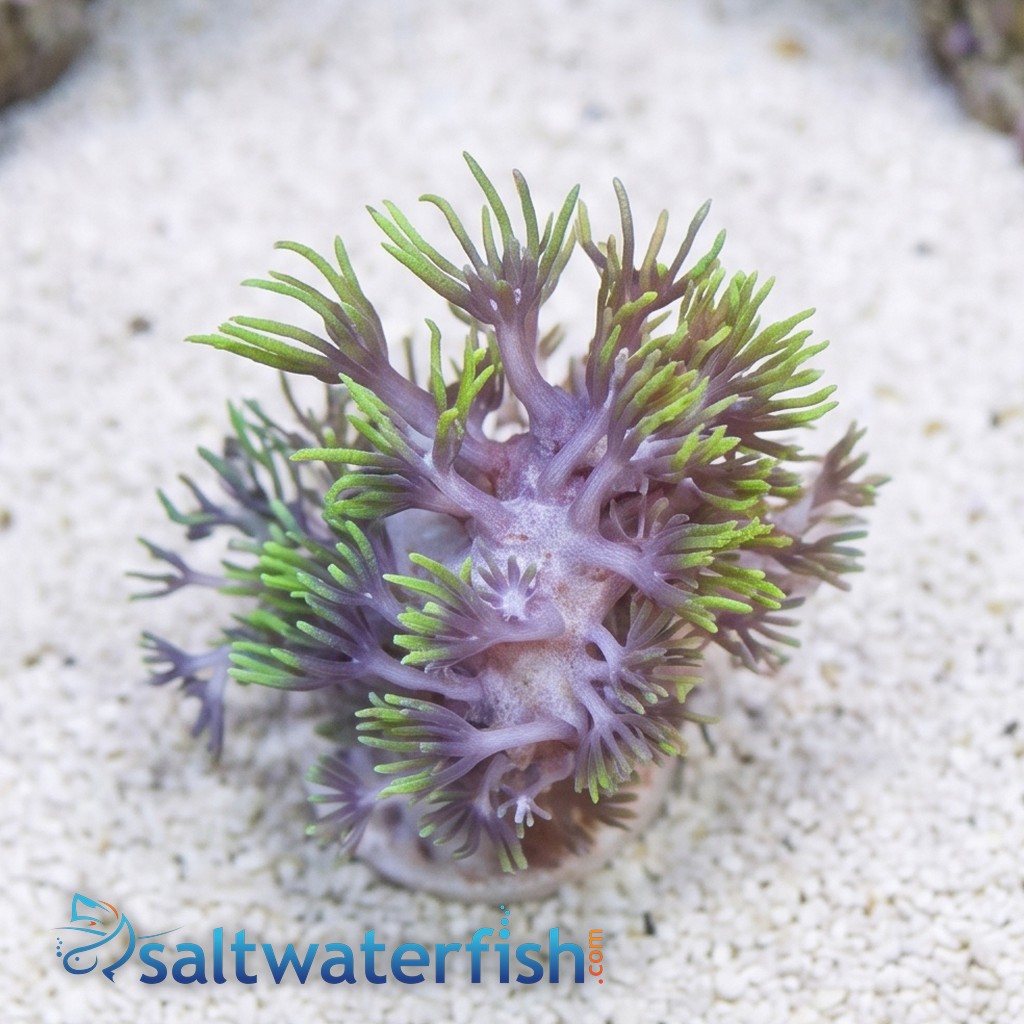 Star Polyp: Starburst Green - Aquacultured