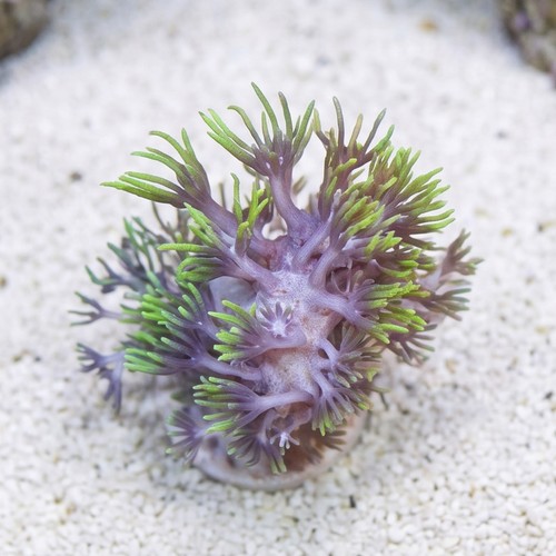 Star Polyp: Starburst Green - Aquacultured