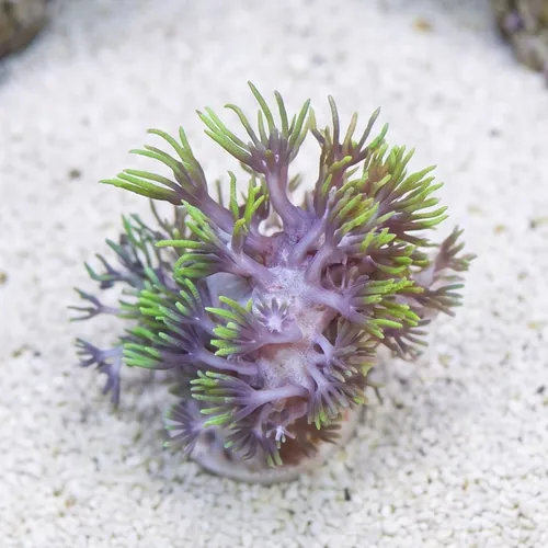 Star Polyp: Starburst Green - Aquacultured