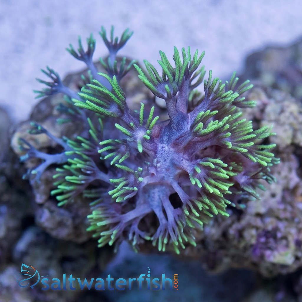 Star Polyp: Starburst Green - Aquacultured