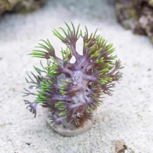 Star Polyp: Starburst Green - Aquacultured