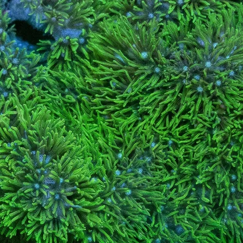 Star Polyp: Starburst Green Branching - Aquacultured
