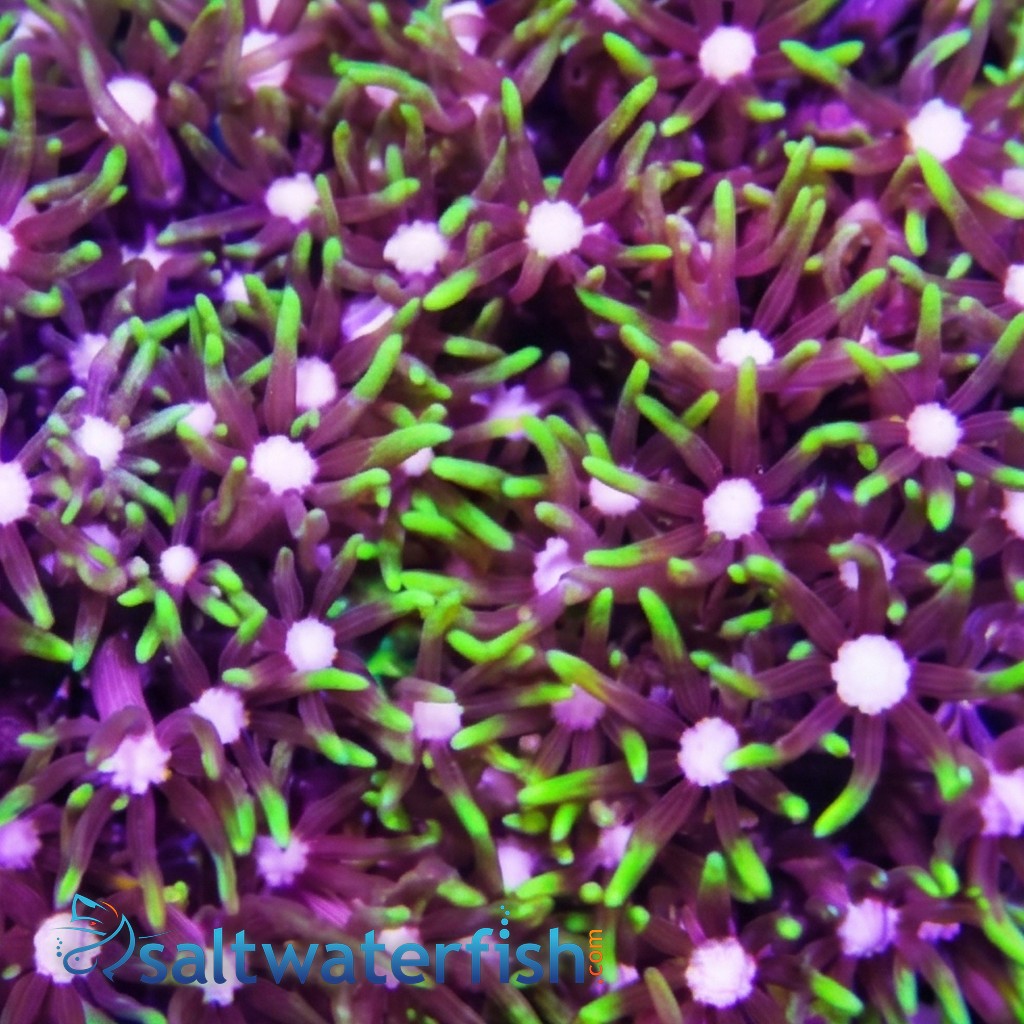 Star Polyp: Metallic Green