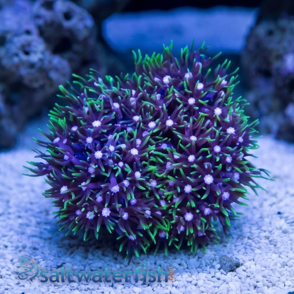 Star Polyp: Metallic Green