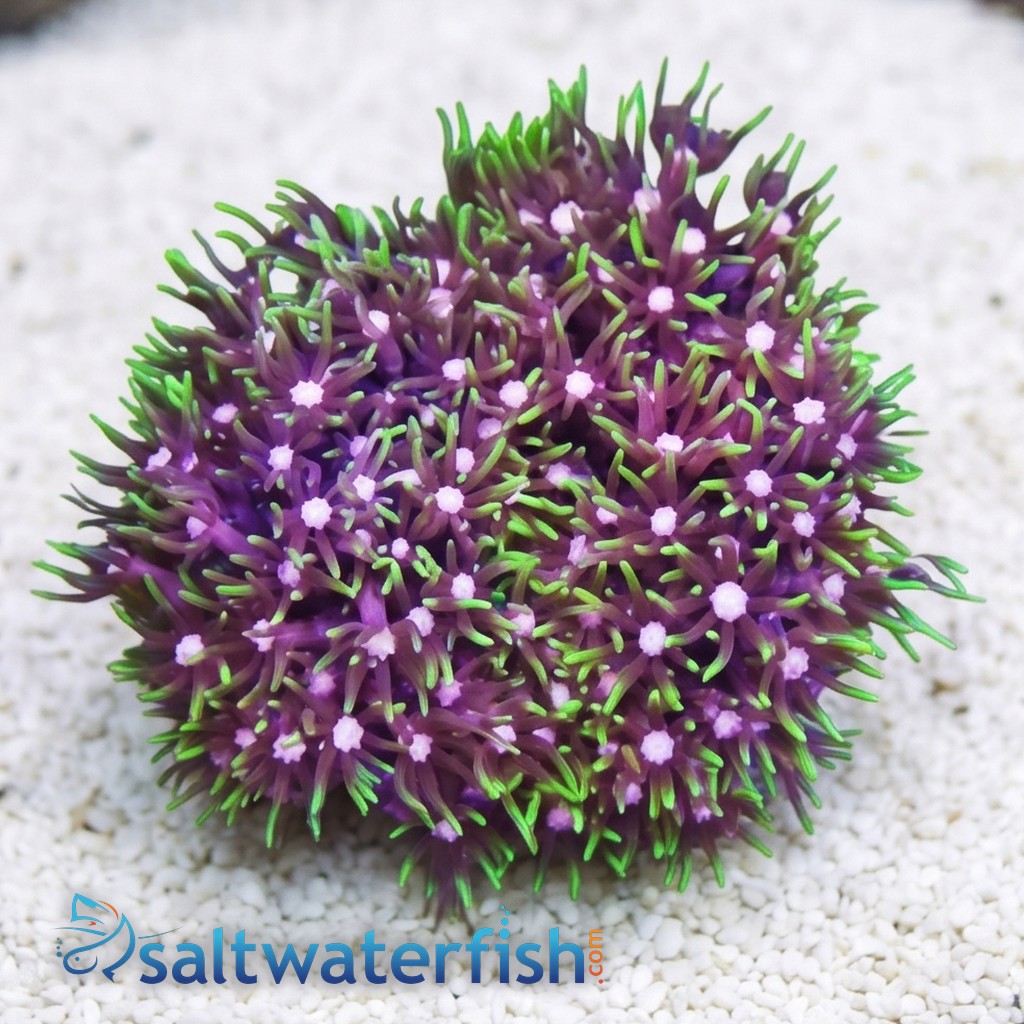 Star Polyp: Metallic Green