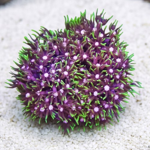 Star Polyp: Metallic Green - Indo Pacific