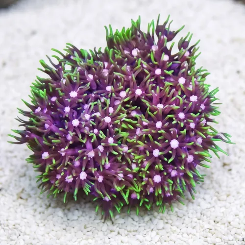Star Polyp: Metallic Green