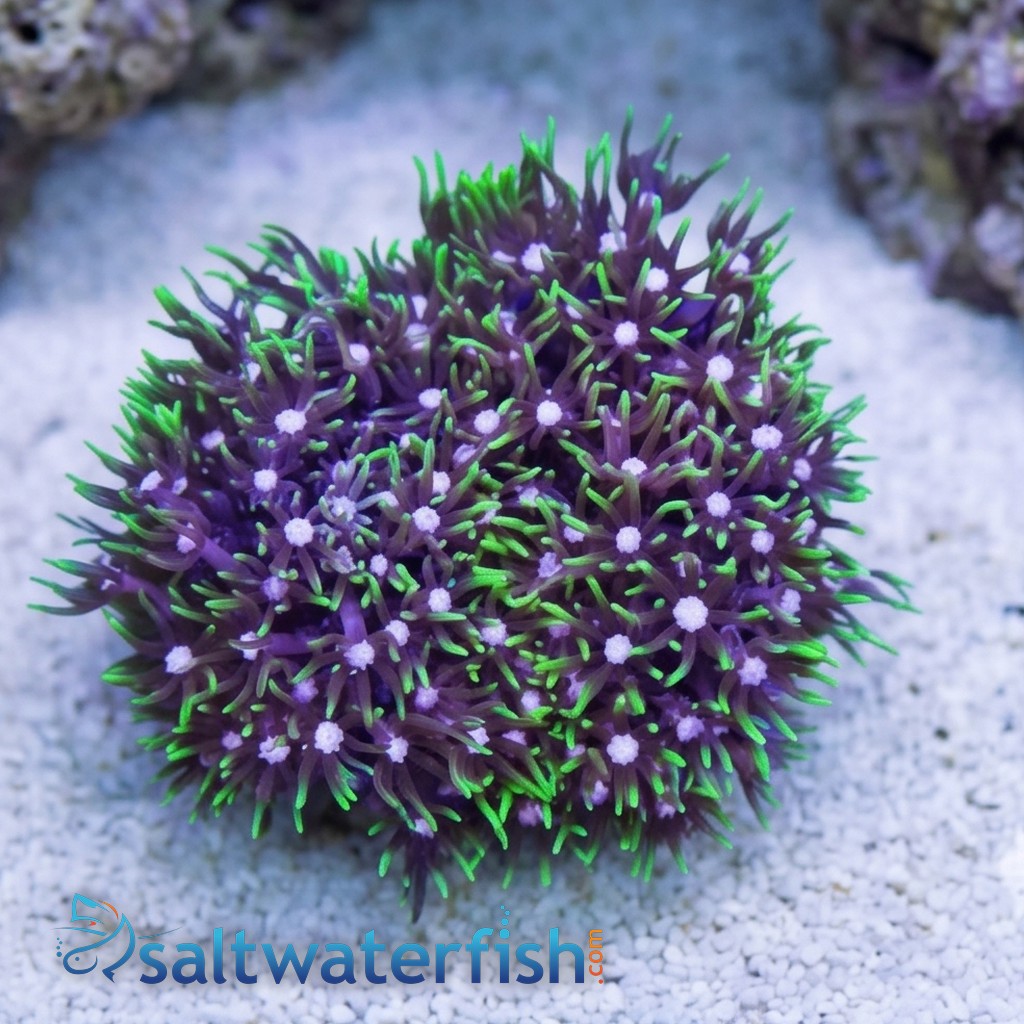 Star Polyp: Metallic Green