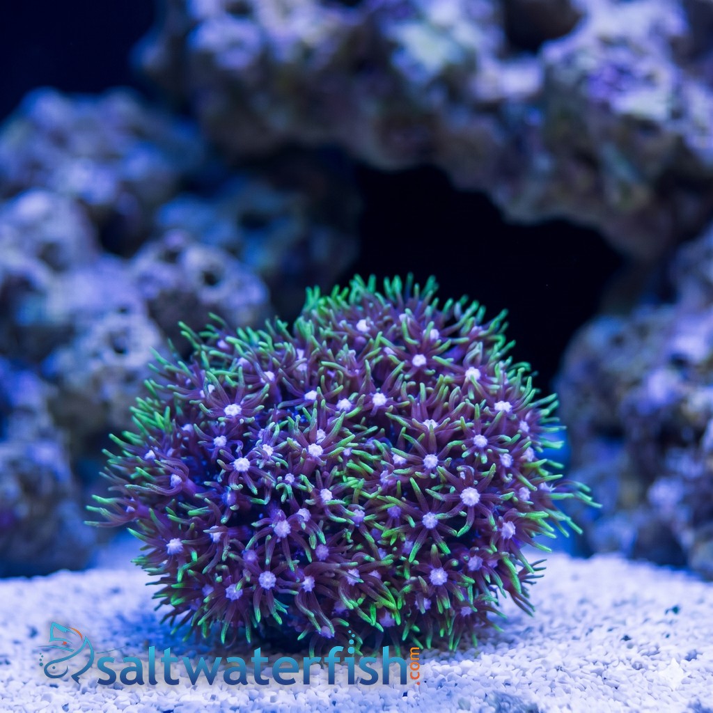 Star Polyp: Metallic Green