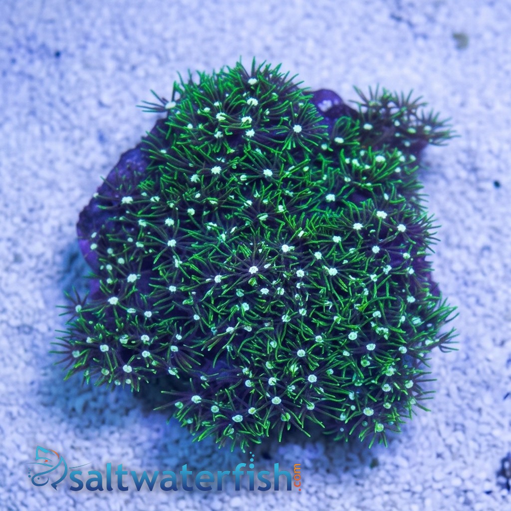 Star Polyp: Metallic Green