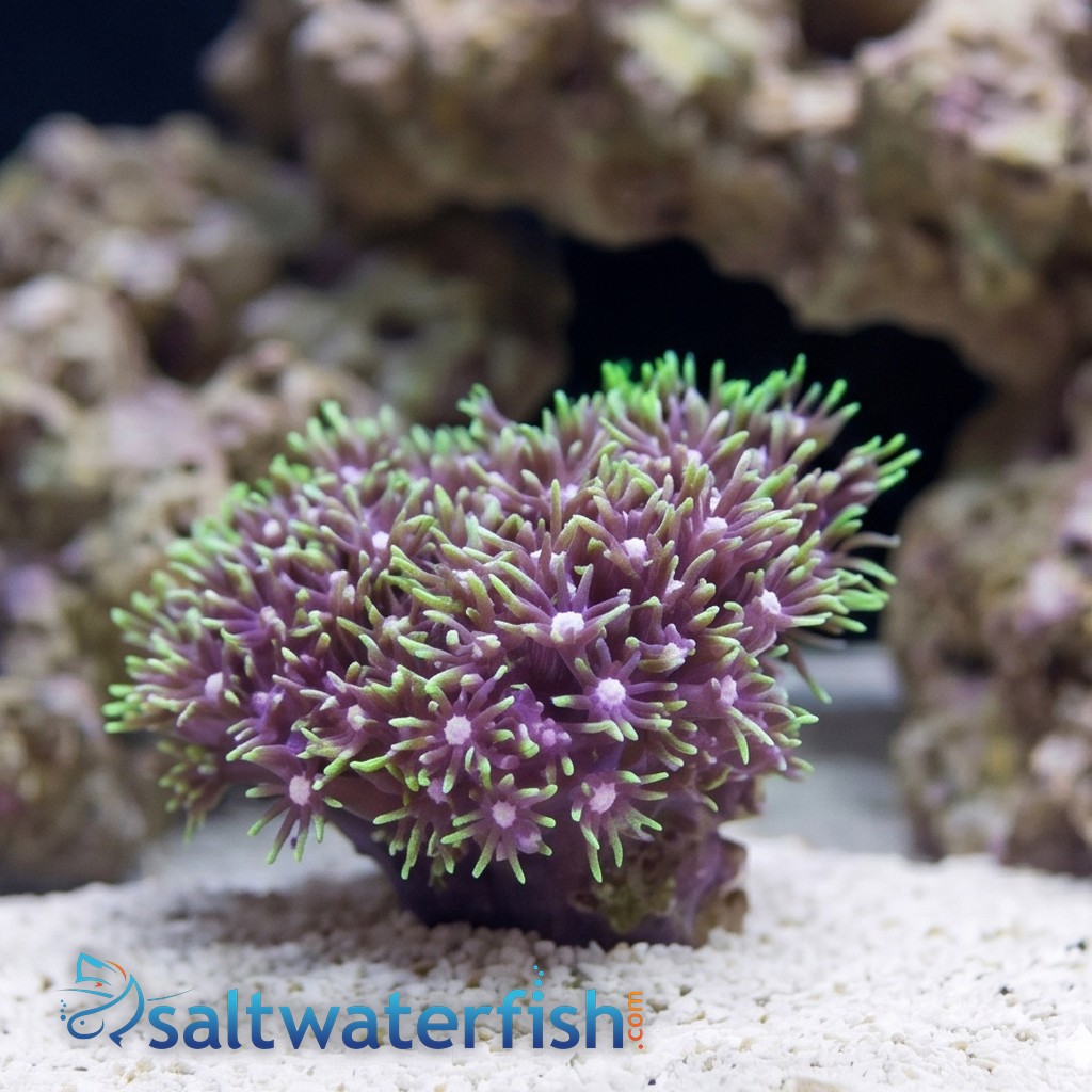 Star Polyp: Metallic Green