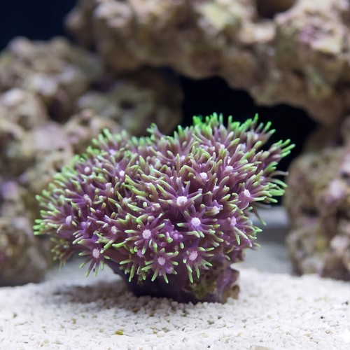 Star Polyp: Metallic Green