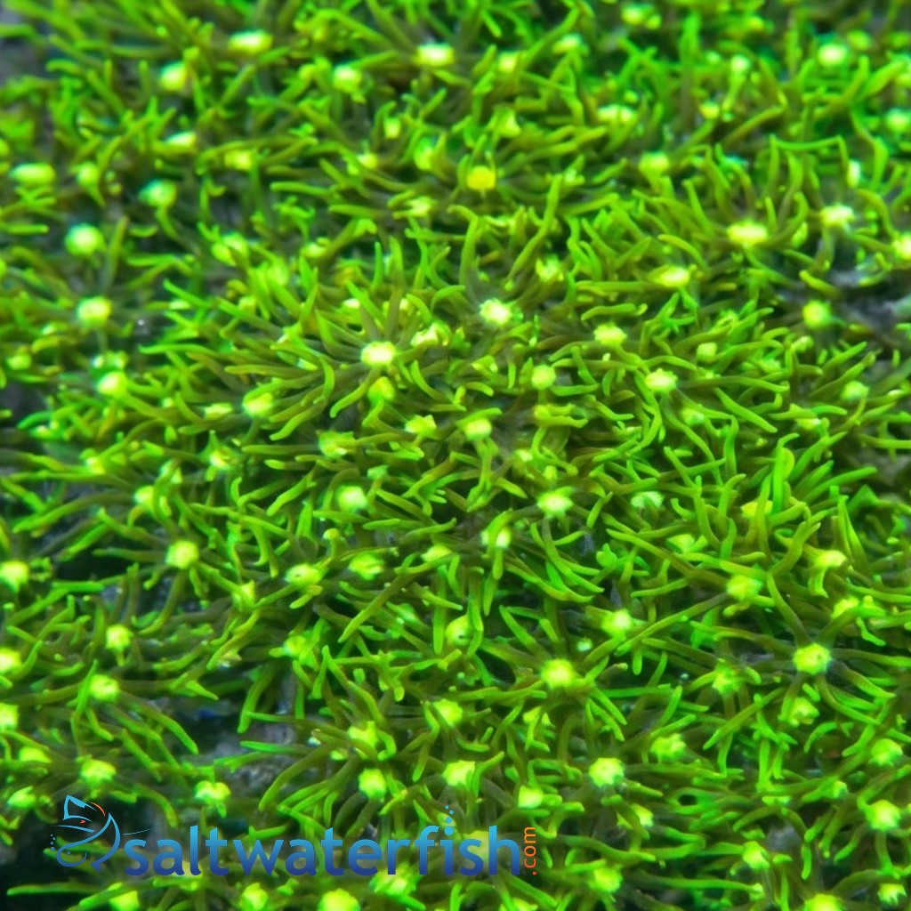Star Polyp: Metallic Super Green