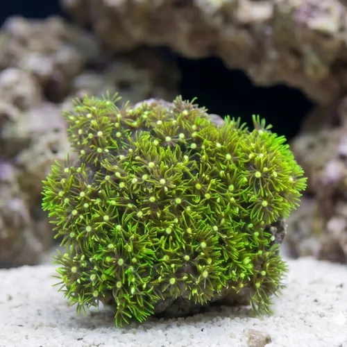Star Polyp: Metallic Super Green