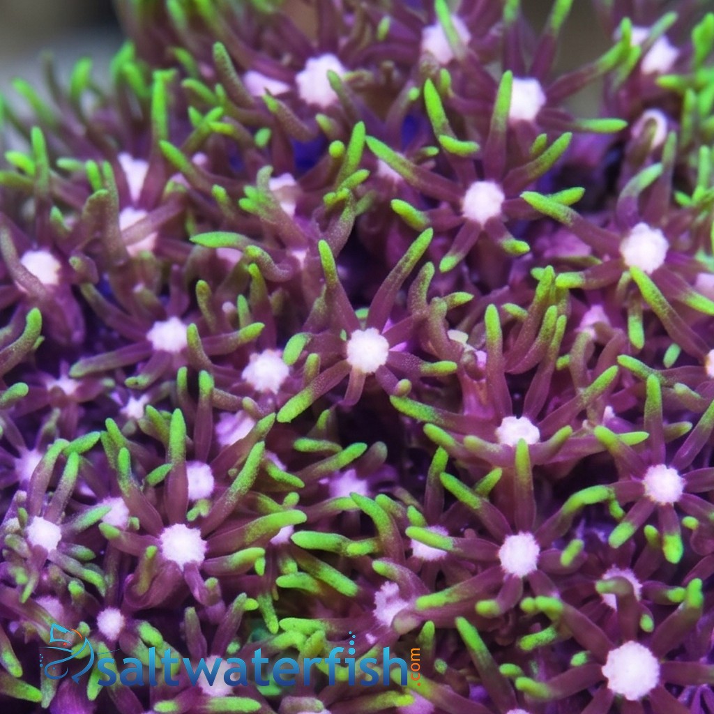 Star Polyp: Metallic Green - Aquacultured