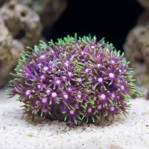 Star Polyp: Metallic Green - Aquacultured