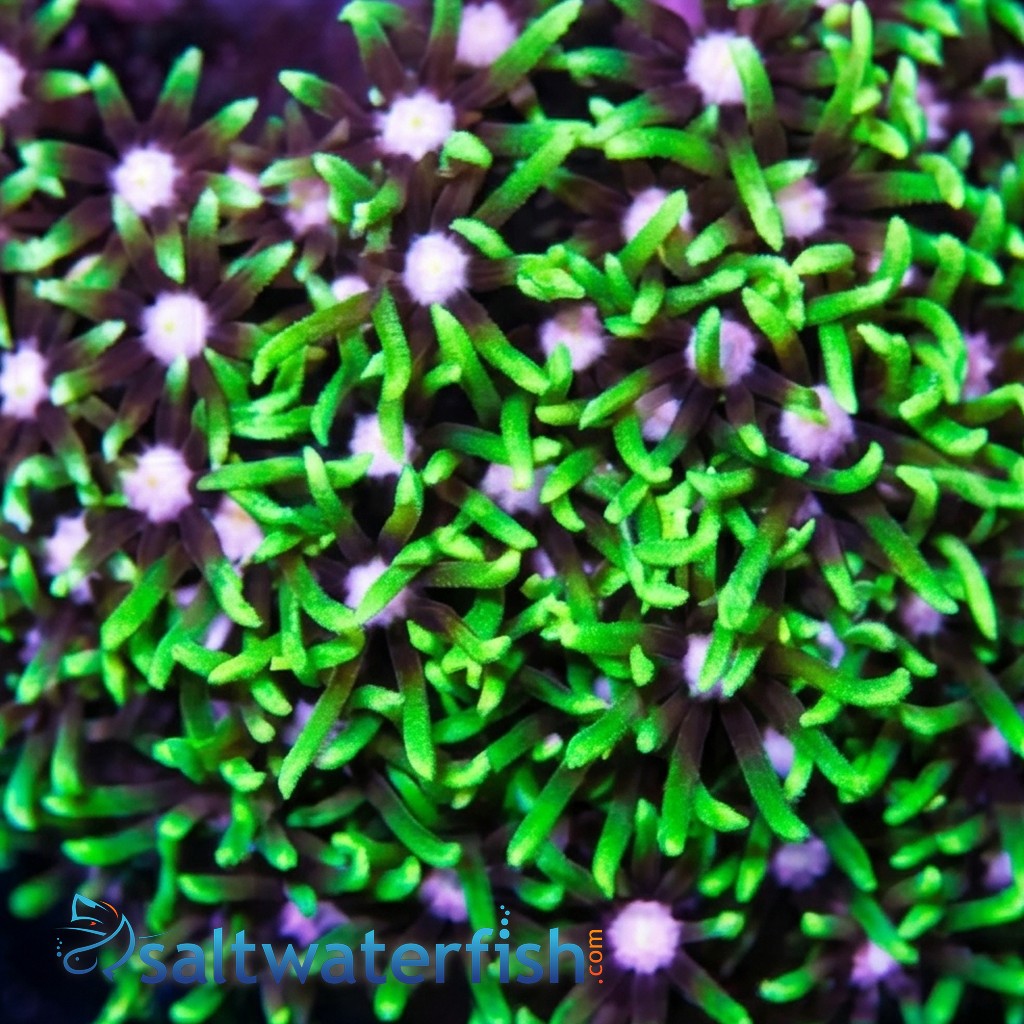 Star Polyp: Metallic Green Nano - Aquacultured