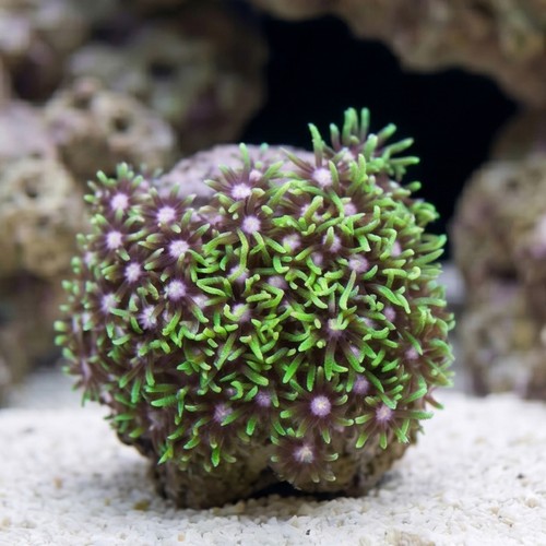Star Polyp: Metallic Green Nano - Aquacultured