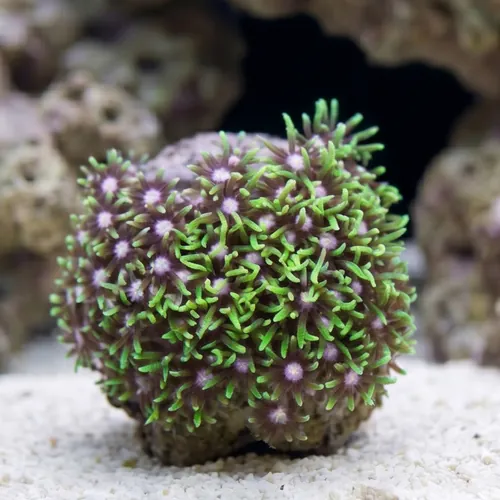 Star Polyp: Metallic Green Nano - Aquacultured