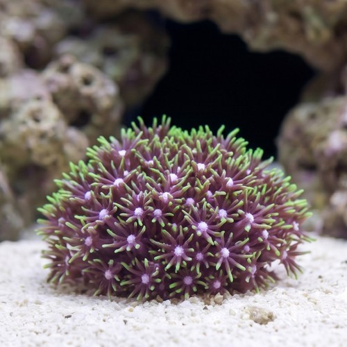 Star Polyp: Metallic Green