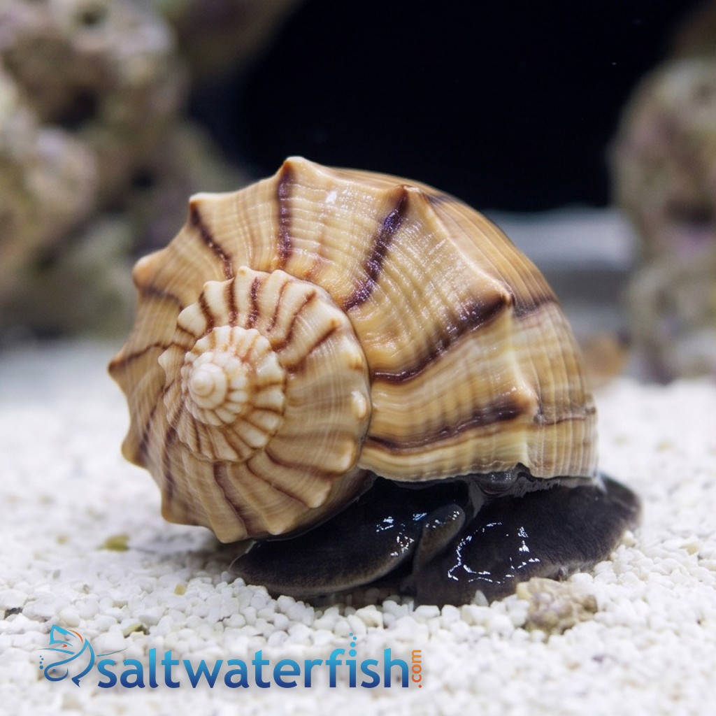 Lightning Whelk Snail - Caribbean