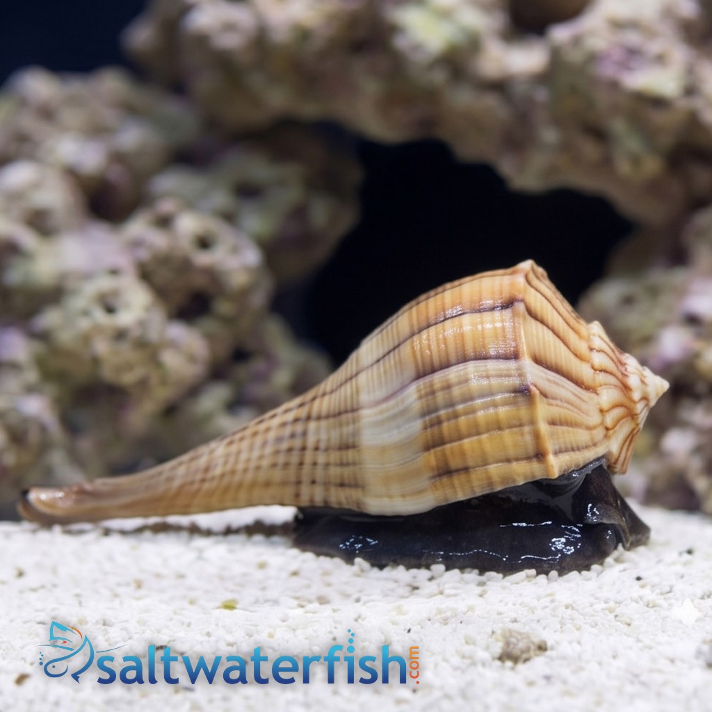 Lightning Whelk Snail - Caribbean