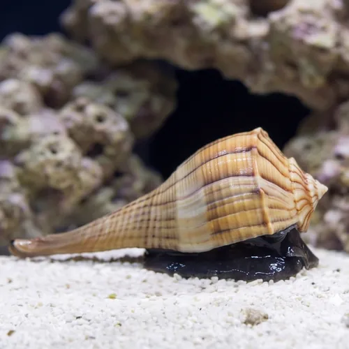 Lightning Whelk Snail - Caribbean