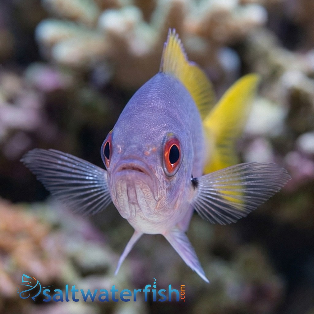 Fusilier: Blue & Yellow