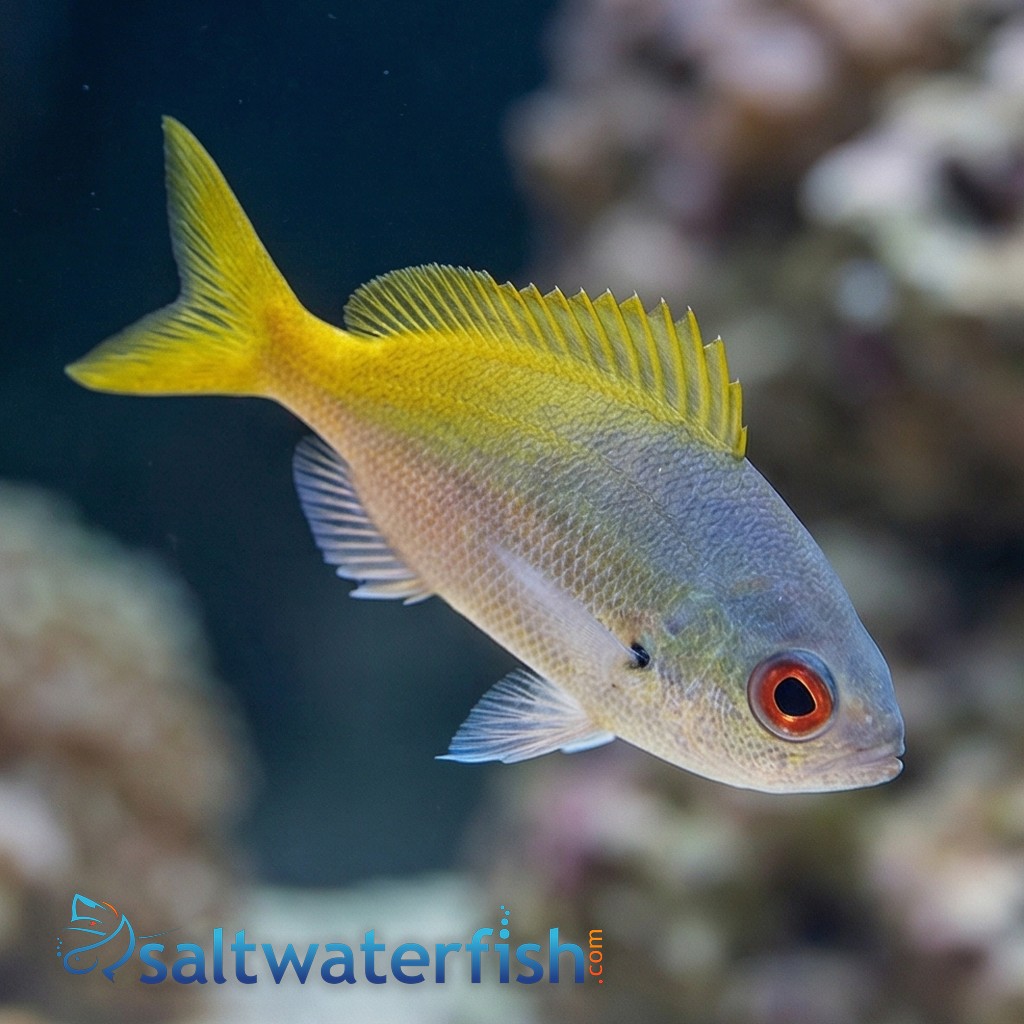 Fusilier: Blue & Yellow