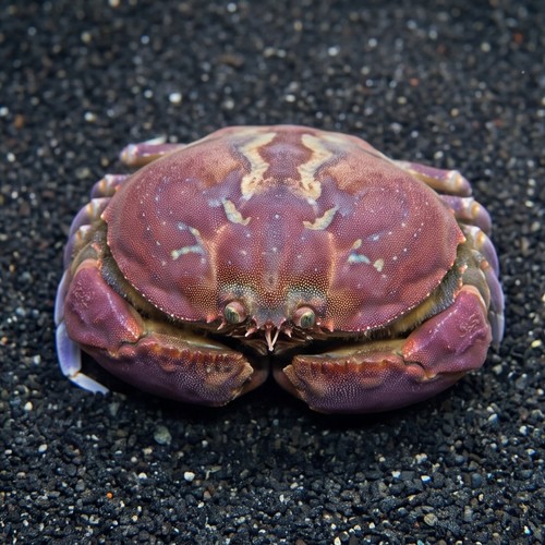 Shameface Crab - Atlantic