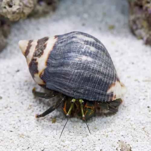 Zebra Reef Hermit Crab