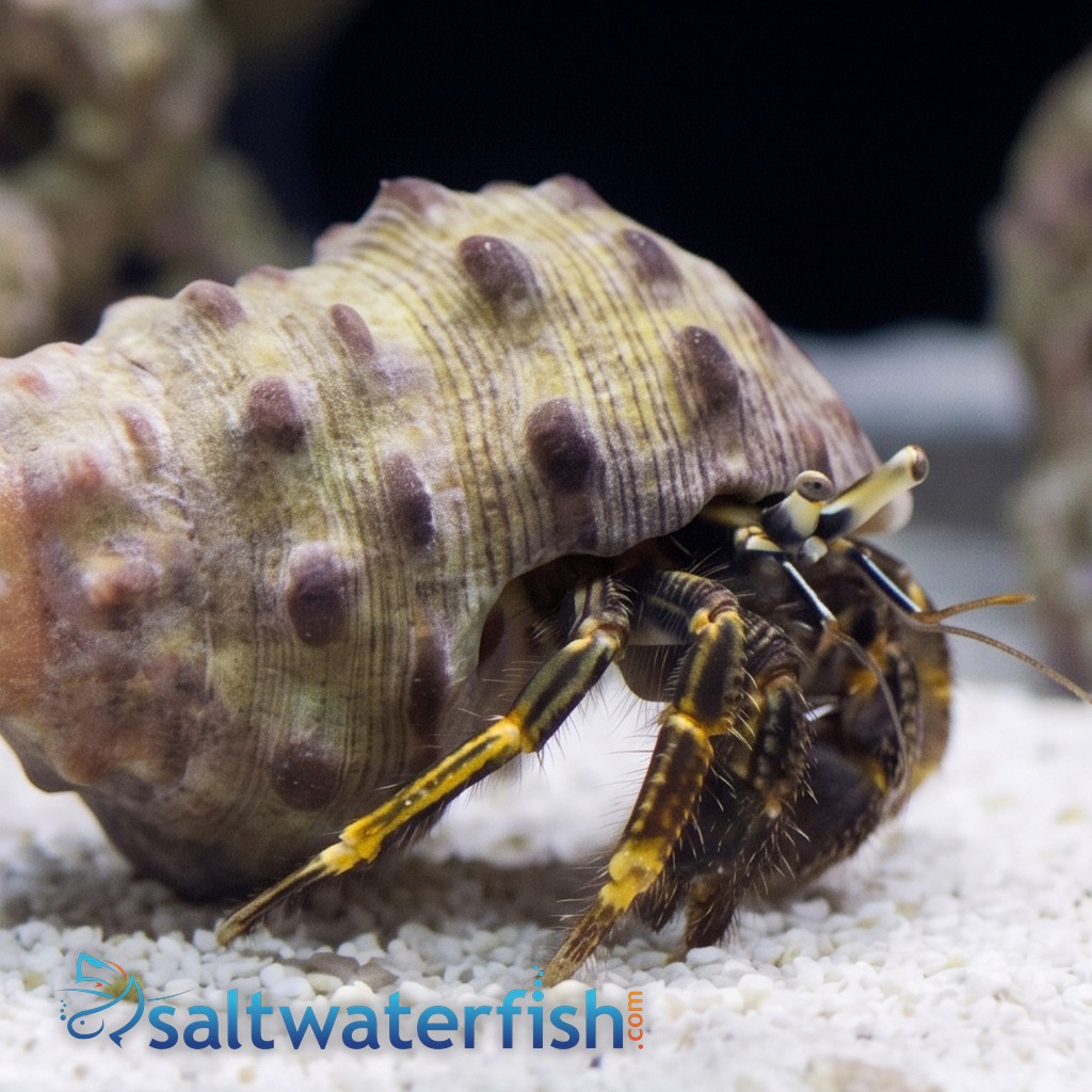 Hidden Hermit Crab