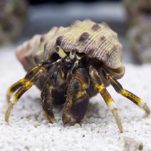 Hidden Hermit Crab
