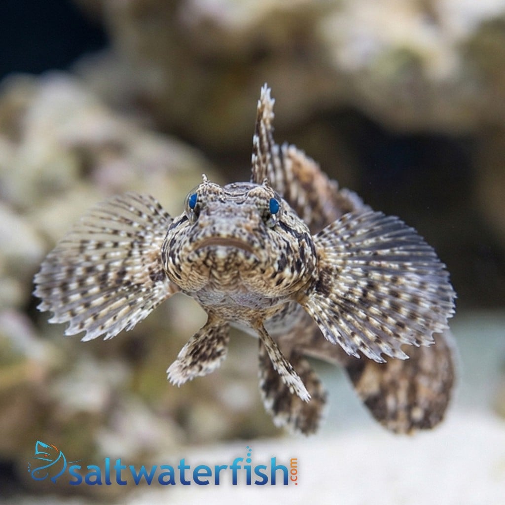 Hasselts Goby 