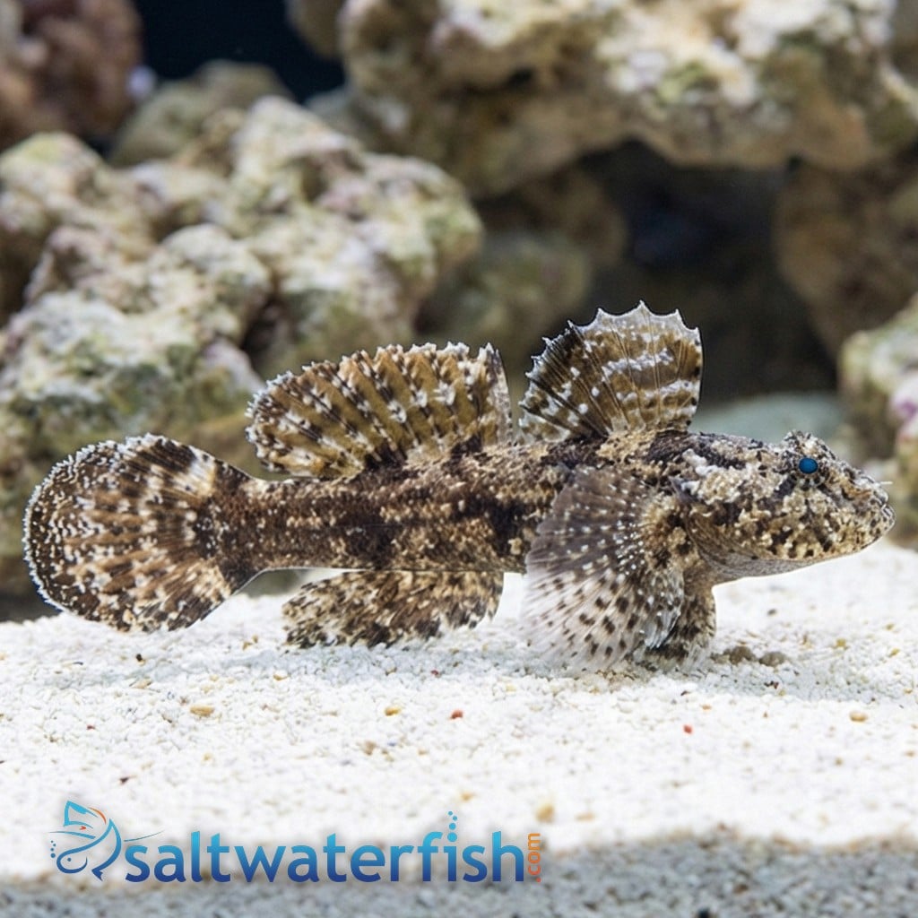 Hasselts Goby 
