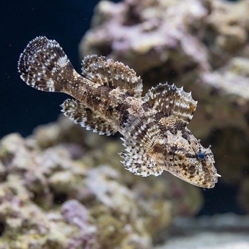 Hasselts Goby 