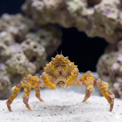 Decorator Spider Crab