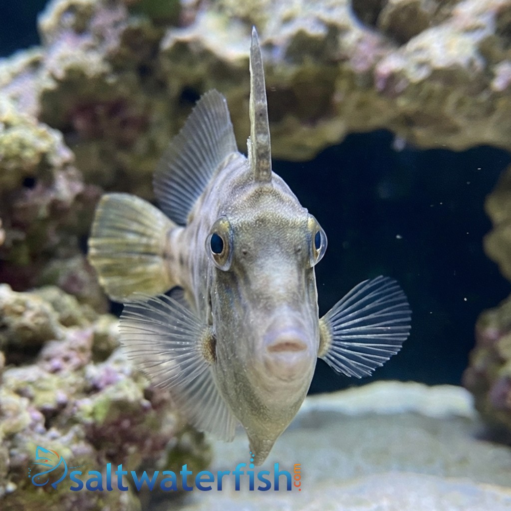 Orange Spot Filefish